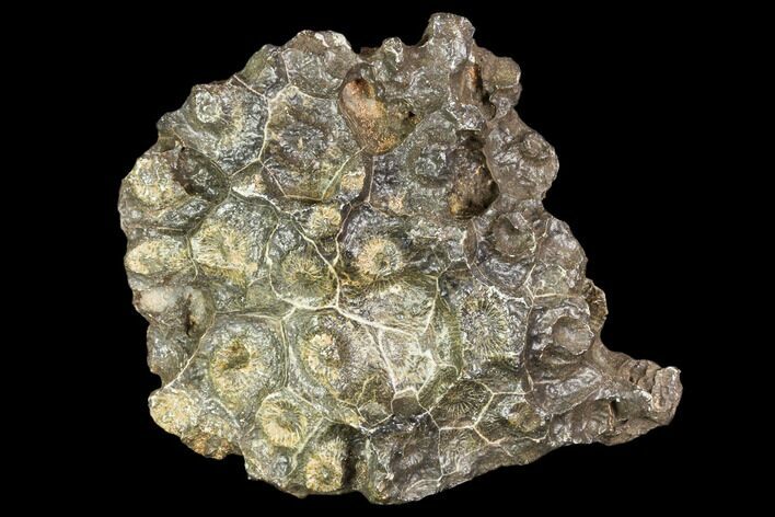 Fossil Coral (Actinocyathus) Head - Morocco #105720